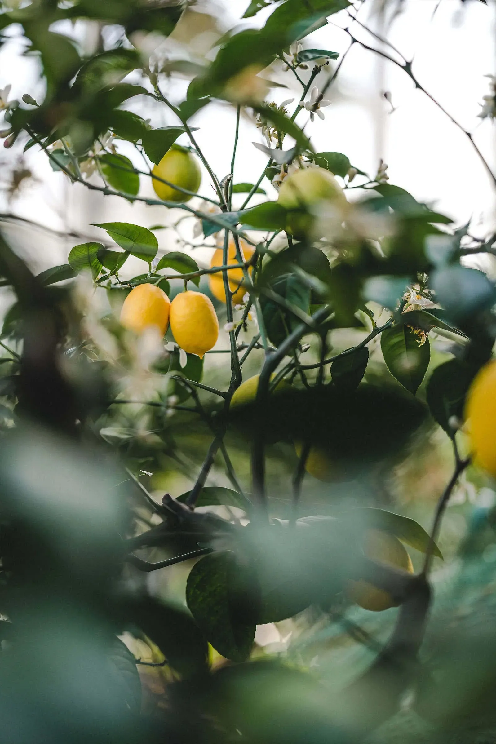 Lemon Organic Pure Essential Oil